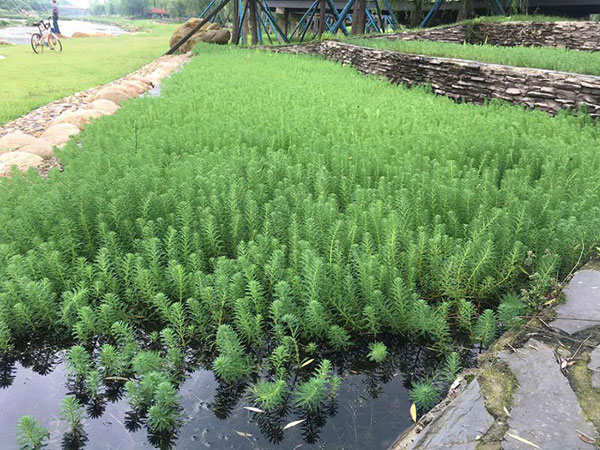 中国十大污水处理企业哪个更好一些