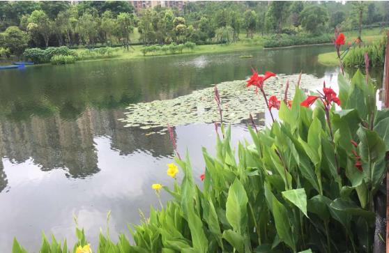 黑臭水体怎么处理？农村黑臭水体P站APP下载安装方案