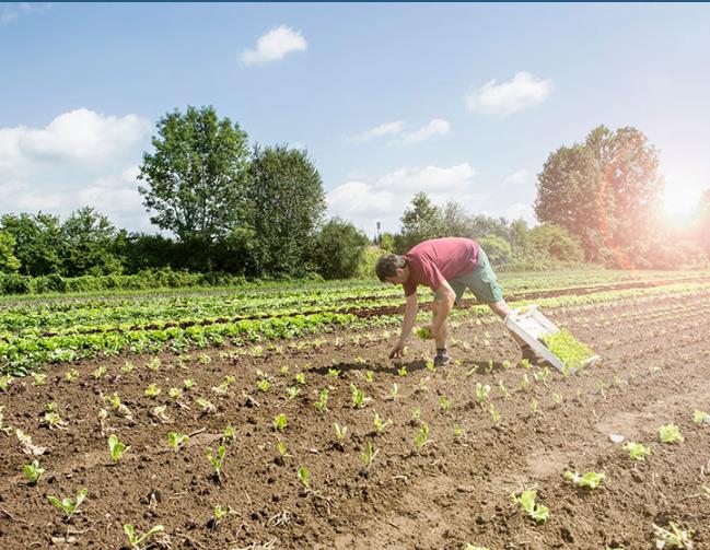 农村环境P站APP下载安装可以找什么公司做？