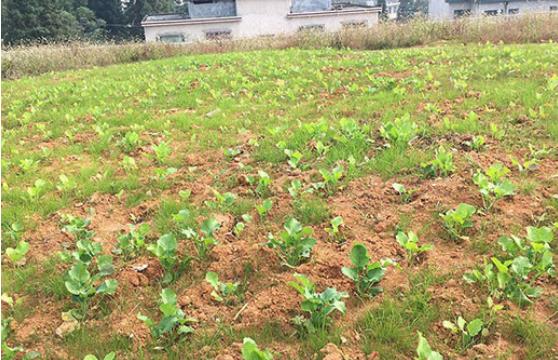 农村环境P站APP下载安装后期如何管理？